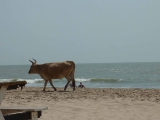 Am Strand von Bakau, nahe Banjul