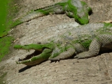 Die heiligen Krokodile von Kachikally...